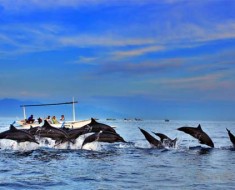 Lumba-lumba di Pantai Lovina Bali