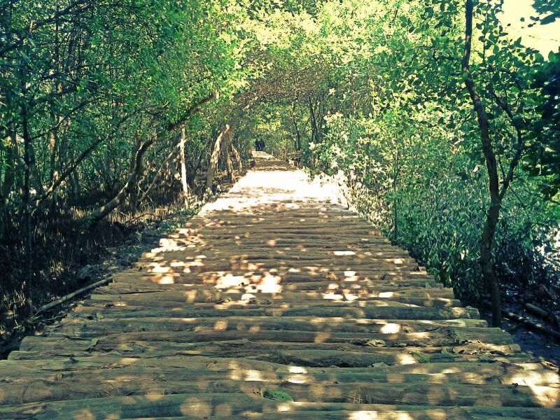 Taman Wisata Alam Muara Angke, tanam mangrovemu di sini