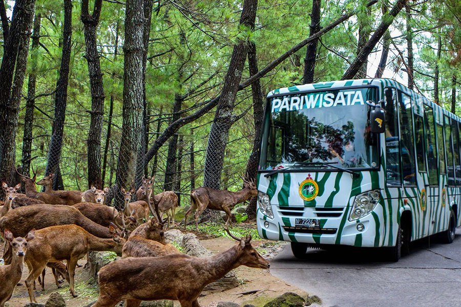 berapa biaya masuk taman safari indonesia