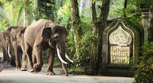 Bali elephant park taro