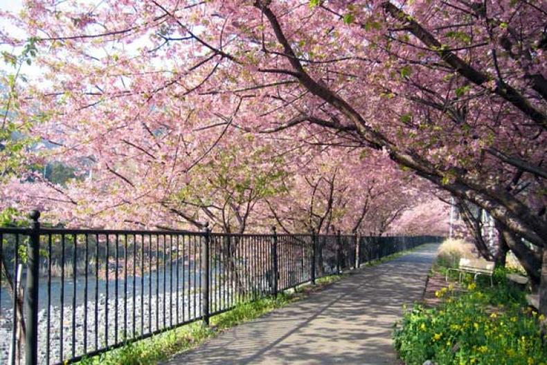 Pemandangan Di Tempat Kunjungan Wisata Sakura