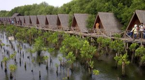 Taman Wisata Alam Mangrove Angke Kapuk via okezone.com