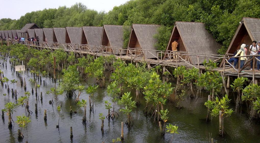 Menikmati Indahnya Taman Wisata Alam Mangrove Angke Kapuk